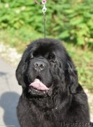 Превью фото № 245538