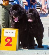 Превью фото № 245553