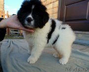 Превью фото № 245568