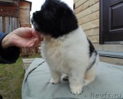 Превью фото № 245580