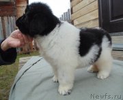 Превью фото № 245581