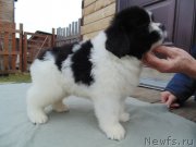 Превью фото № 245585