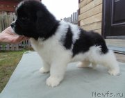 Превью фото № 245586