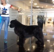 Превью фото № 245597