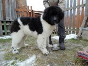 Превью фото № 245655