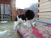 Превью фото № 245656