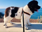 Превью фото № 245660