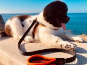 Превью фото № 245662