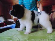 Превью фото № 245679