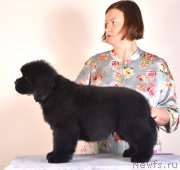 Превью фото № 245688