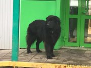 Превью фото № 245710