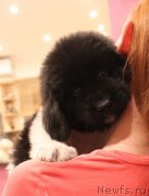 Превью фото № 245738