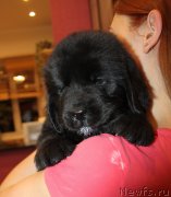 Превью фото № 245740