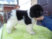 Превью фото № 245748