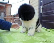 Превью фото № 245750