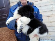 Превью фото № 245752