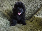 Превью фото № 245811