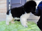 Превью фото № 245822