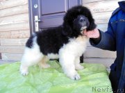 Превью фото № 245823