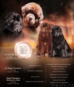 Превью фото № 245829