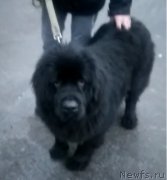 Превью фото № 245831