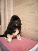 Превью фото № 245833