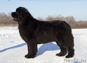 Превью фото № 245885