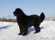 Превью фото № 245887