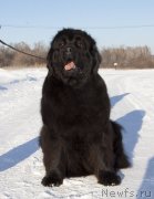 Превью фото № 245889