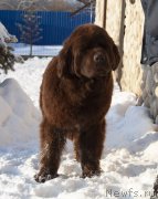 Превью фото № 245898