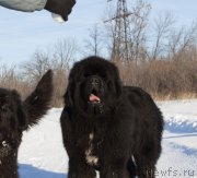 Превью фото № 245910