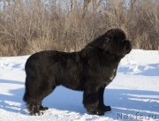 Превью фото № 245911