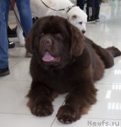 Превью фото № 245913