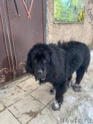 Превью фото № 245931