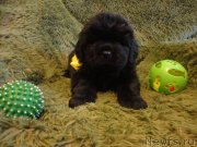 Превью фото № 245935