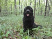 Превью фото № 245938