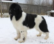 Превью фото № 245940