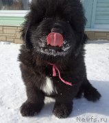 Превью фото № 245946