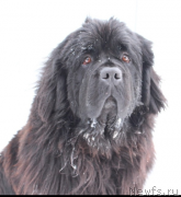 Превью фото № 245958