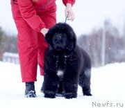 Превью фото № 245965