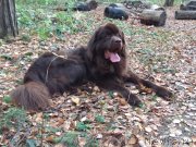 Превью фото № 245983