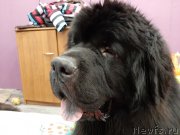 Превью фото № 246003