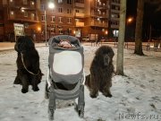 Превью фото № 246006