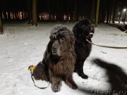 Превью фото № 246011