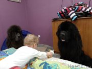 Превью фото № 246012