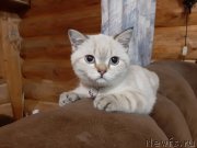 Превью фото № 246015