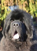 Превью фото № 246052