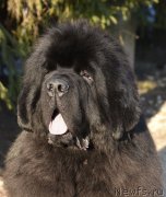 Превью фото № 246056