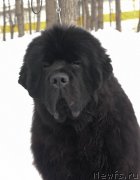 Превью фото № 246061