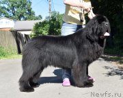 Превью фото № 246068